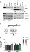 FIG 2
