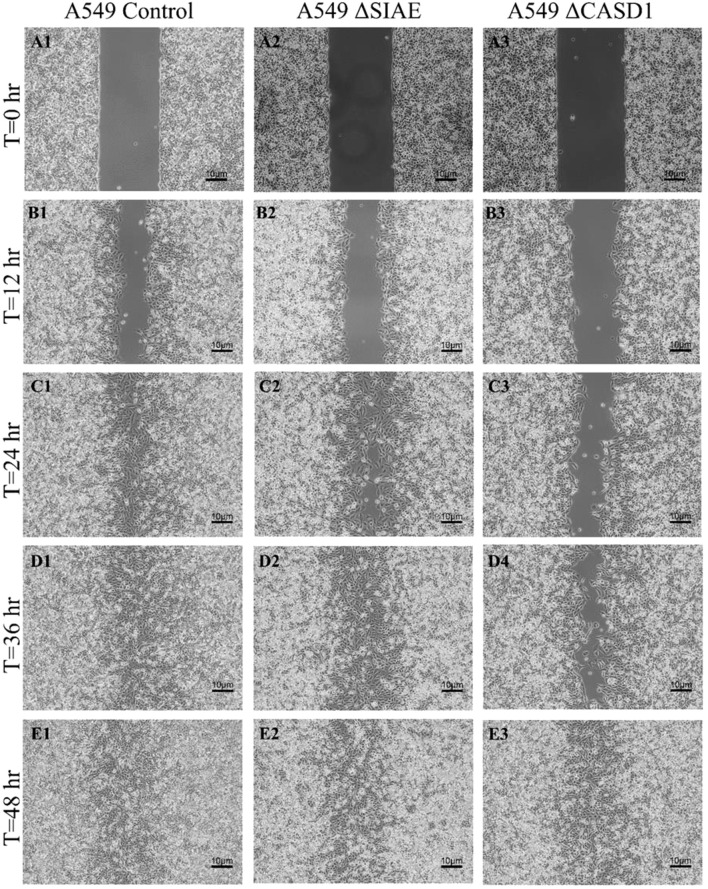 Figure 12