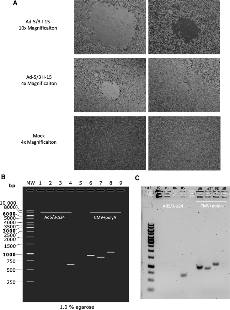 Figure 5