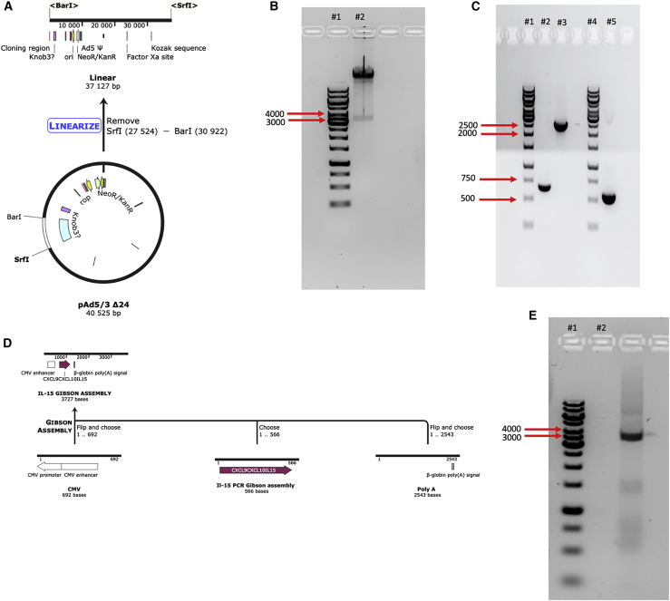 Figure 3