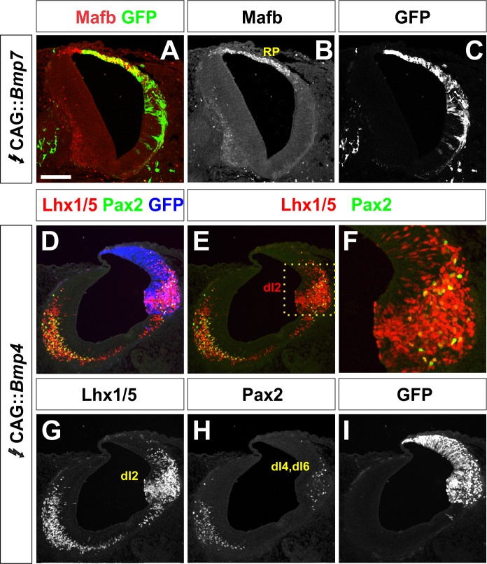 Figure 2—figure supplement 4.