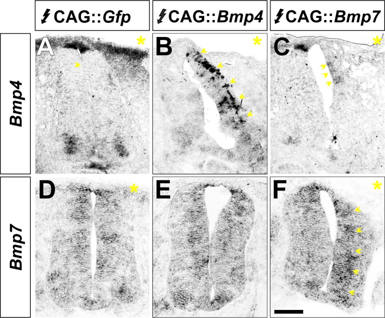 Figure 2—figure supplement 2.