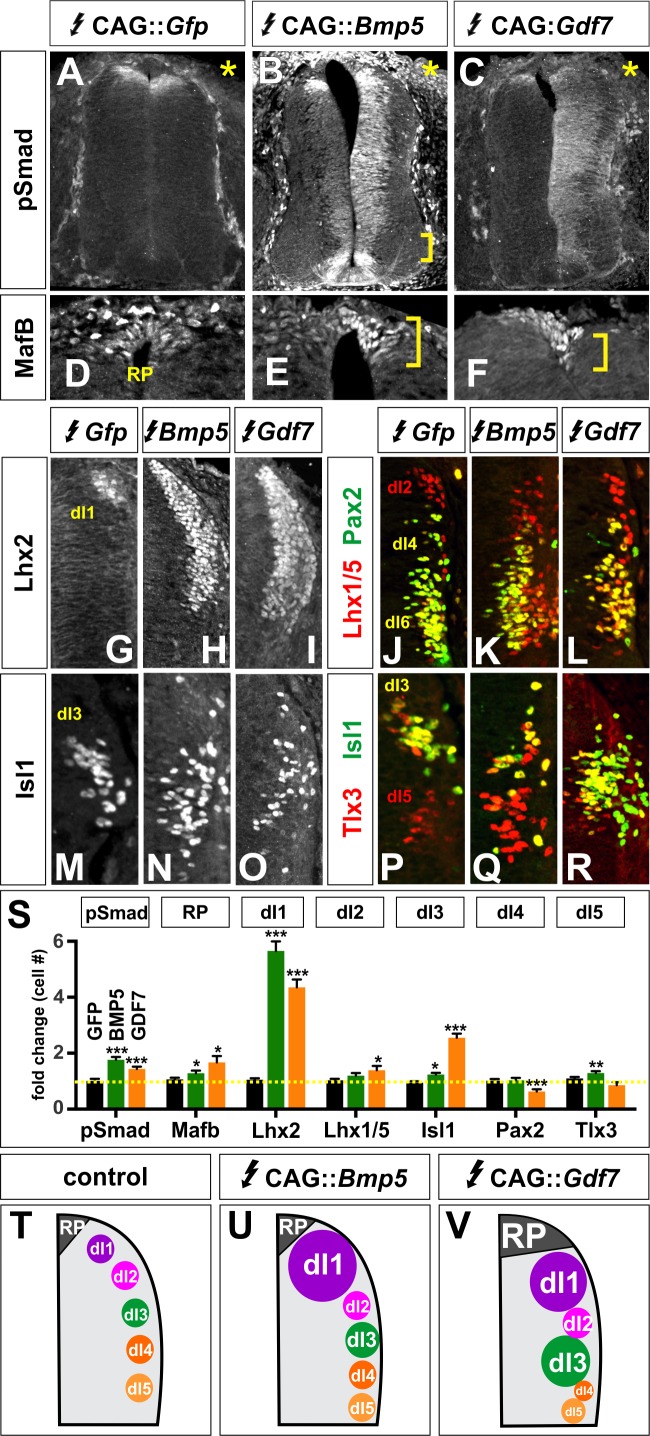 Figure 2—figure supplement 1.