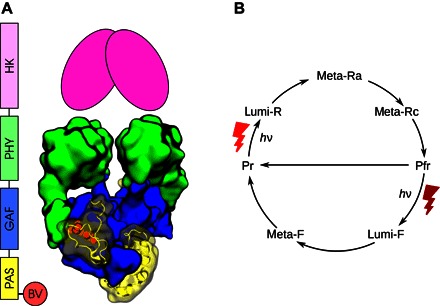 Fig. 1