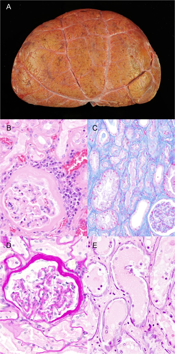 Fig 1