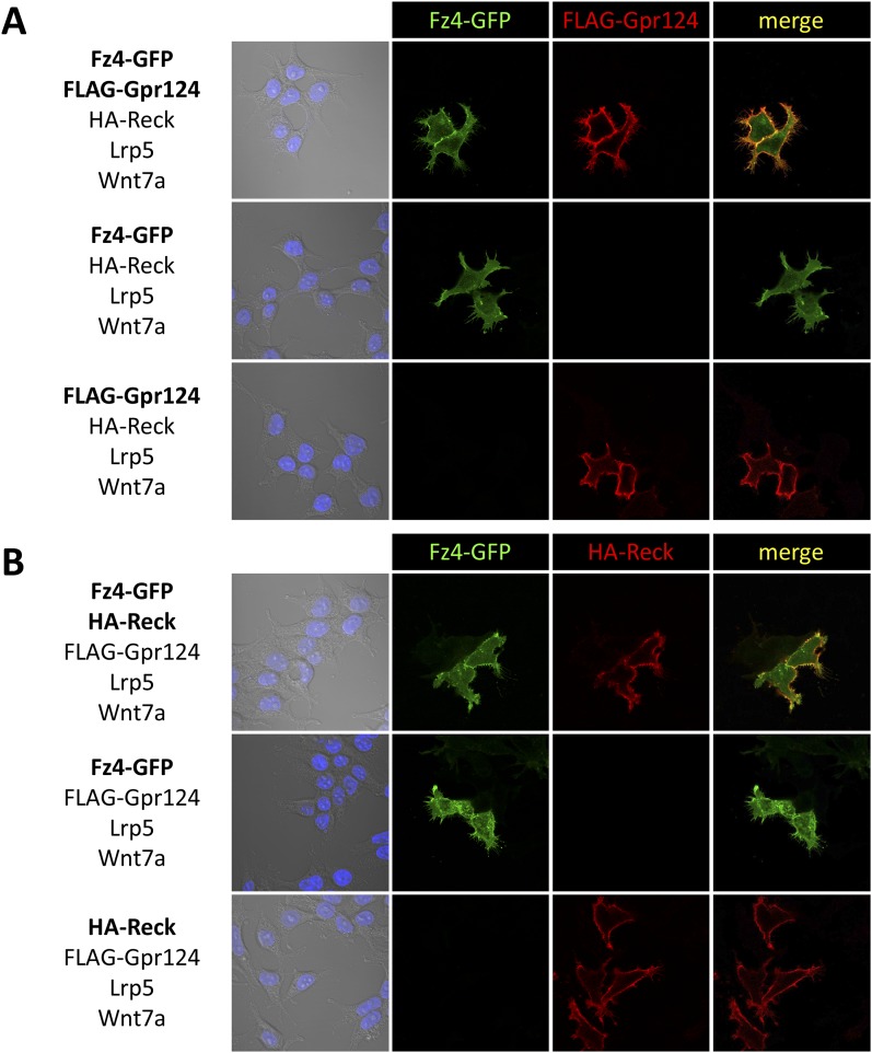 Figure 5—figure supplement 1.