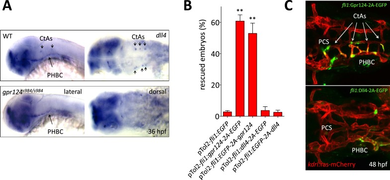 Figure 7—figure supplement 1.