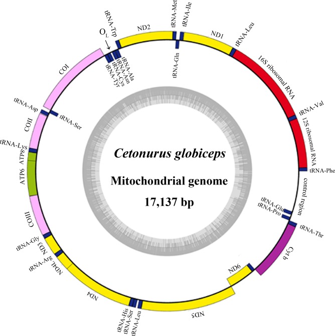 Fig 1