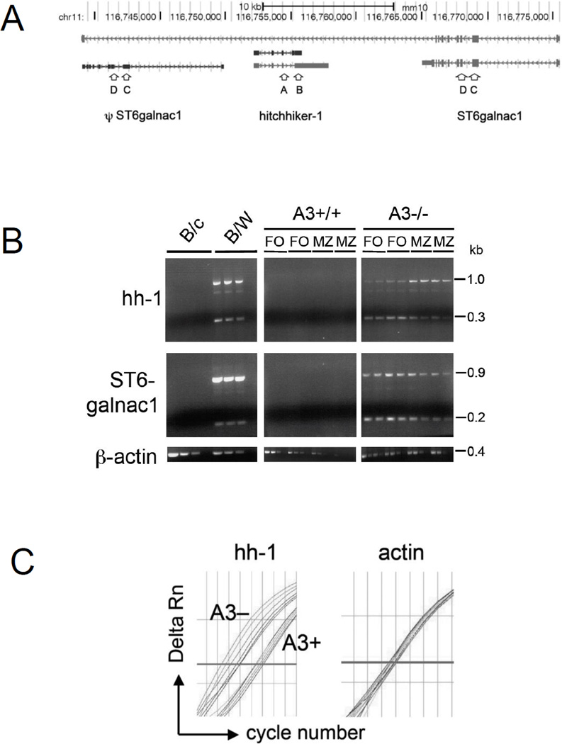 Figure 5