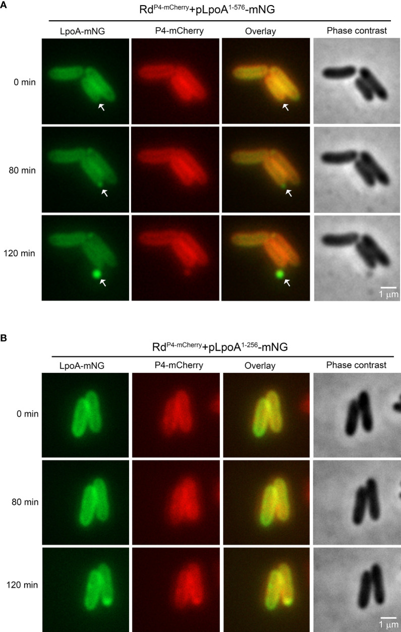 Figure 6