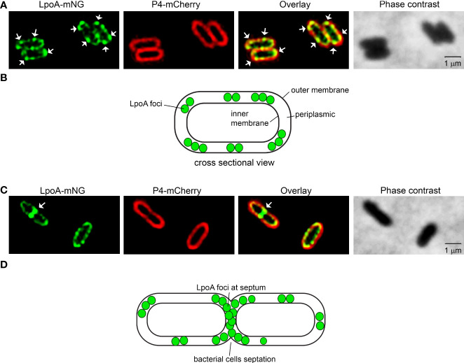 Figure 4