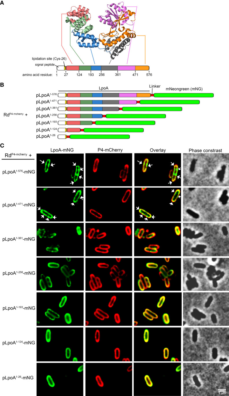 Figure 5