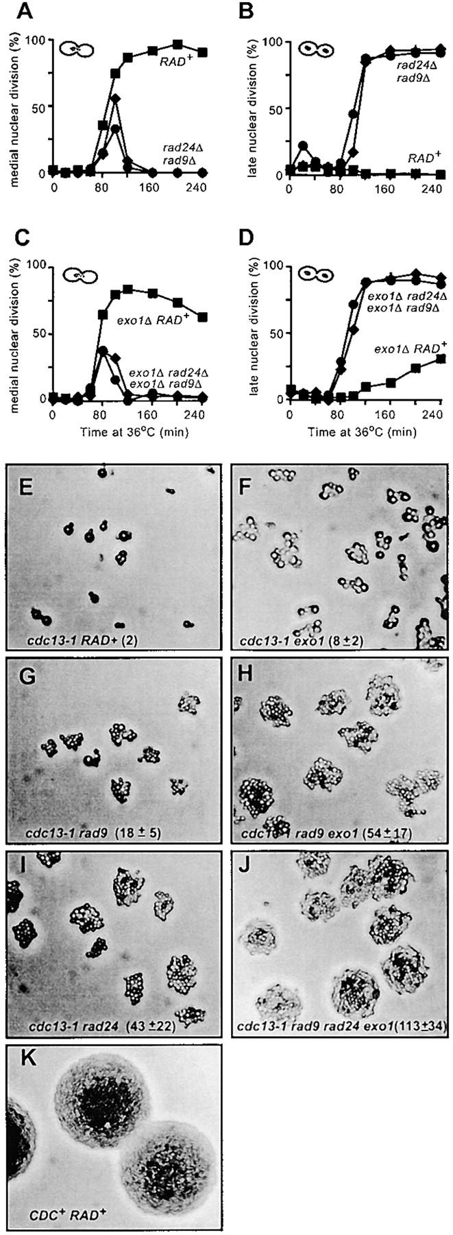 Figure 4.—