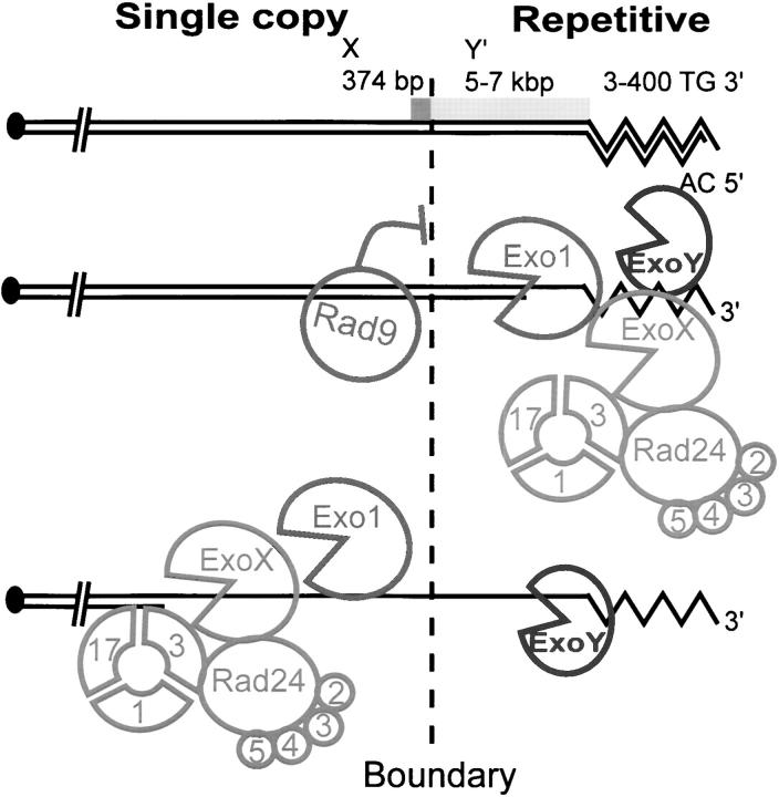 Figure 6.—