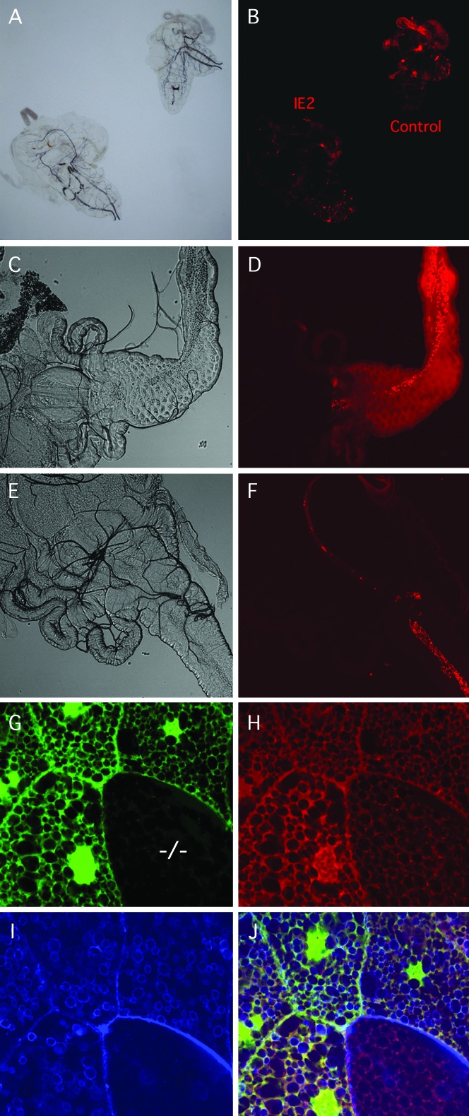 Figure 6.—