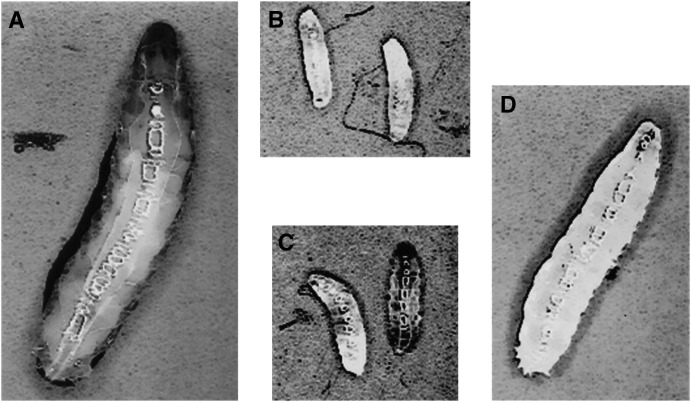 Figure 1.—