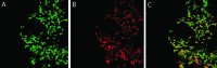 F<sc>igure</sc> 4.—