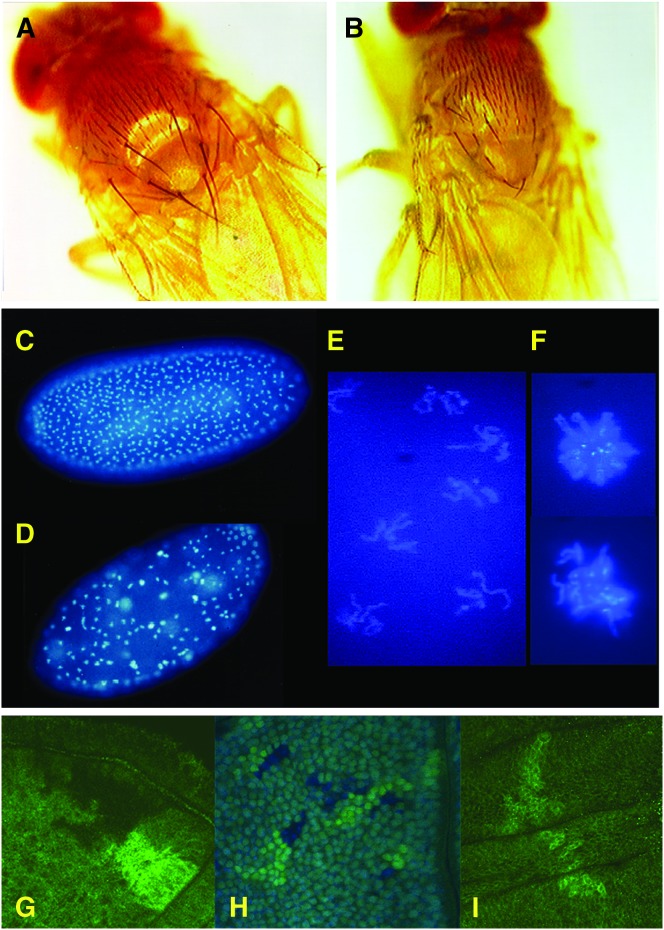 Figure 2.—