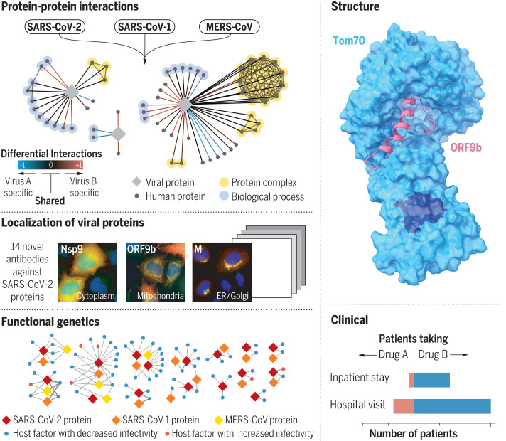 Overview of the approaches taken for systemic and functional comparison of pathogenic human coronaviruses.