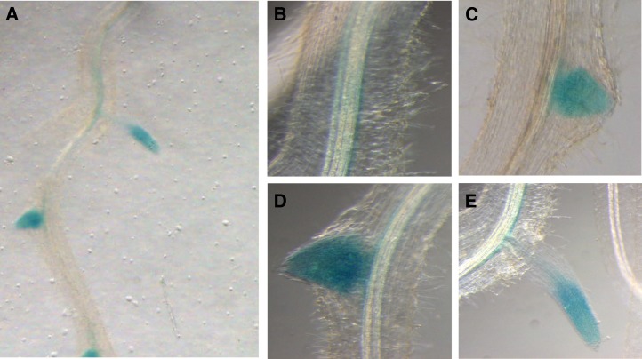 Figure 3.