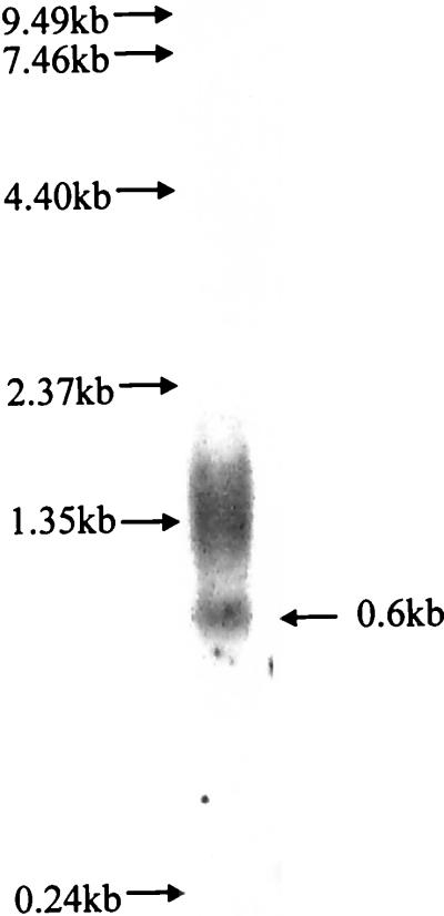 FIG. 6