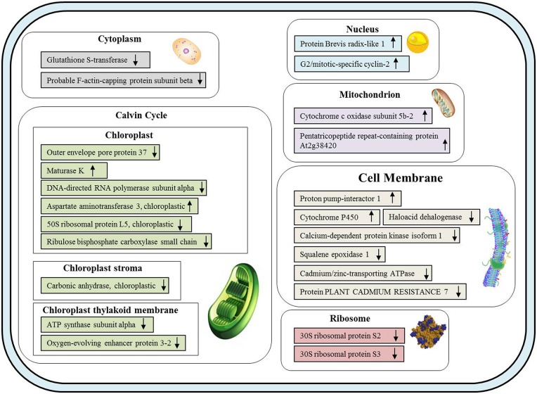 Fig 9