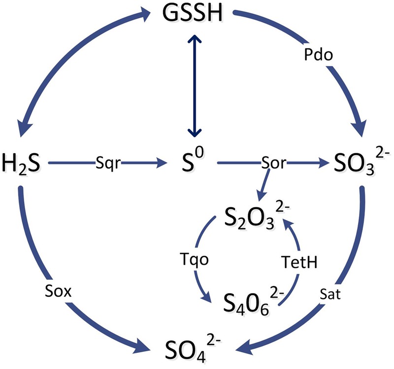 FIGURE 7