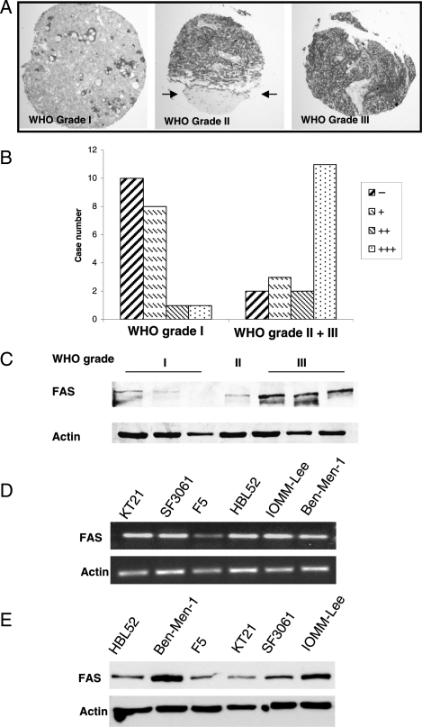 Fig. 1.