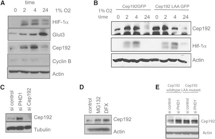 Figure 5