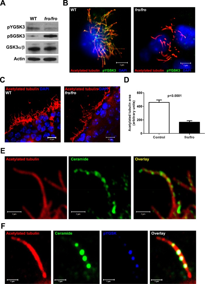 FIGURE 6: