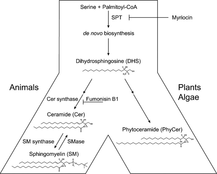 FIGURE 1: