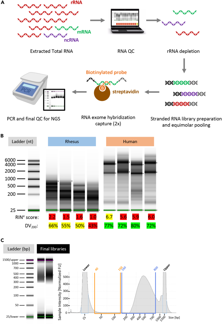 Figure 4