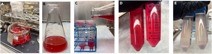 Figure 2