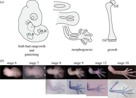 Figure 1.