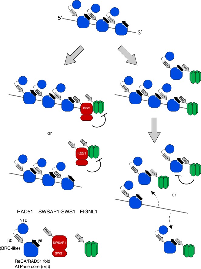 Fig. 7