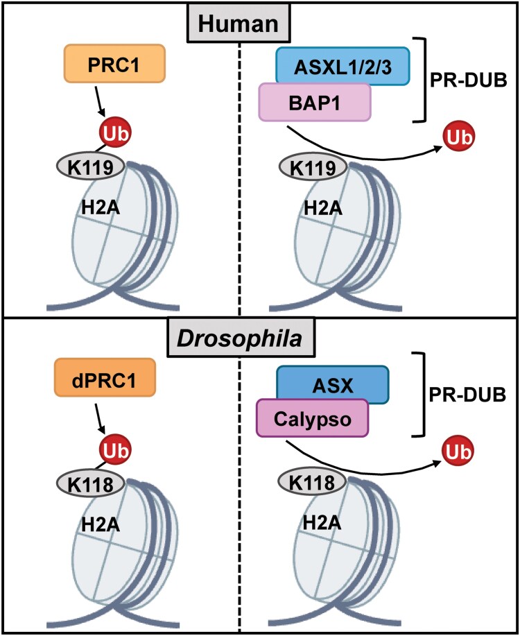 Alt text: Figure 1 is a schematic with four panels. The top left panel depicts how PRC1 in human adds one ubiquitin to histone H2A at lysine 119, the bottom left panel depicts how in Drosophila dPRC1 adds one ubiquitin to lysine K118 of histone H2A. The top right panel shows how PR-DUB, whose core subunits are BAP1 and ASXL1, ASXL2, or ASXL3 in humans removes the ubiquitin placed by PRC1. The bottom right panel shows how dPRC1 in Drosophila whose core subunits are caly and ASX removes the ubiquitin placed by dPRC1.