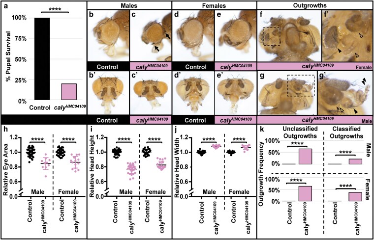 Alt text: Overall description: Figure 2 has 17 different panels showing graphs and images of fly eyes and heads showing phenotypes for RNAi to caly compared to controls. Descriptions for each panel: Panel a has a bar graph showing the percent pupal survival for control flies at 100% and flies undergoing caly RNAi at 19.51%, with four asterisks indicating highly statistically significant between the two genotypes. Panel b has a control male fly eye from the side view. Panel b´ has a control male fly head form the anterior view. Panel c has a male fly eye undergoing RNAi to caly from the side view. The eye is small, round, and has abnormal bristle patterns around the eye periphery pointed out by overlaid arrows. Panel c´ has a male fly head undergoing RNAi to caly from the anterior view. The head is shorter and wider than a control eye. Panel d has a control female fly eye form the anterior view. Panel d´ has a control female fly head from the anterior view. Panel e has a female fly eye undergoing RNAi to caly from the side view. The eye is small, round, and has abnormal bristle patterns around the eye periphery pointed out by overlaid arrows. Panel e´ has a female fly head undergoing RNAi to caly from the anterior view. The head is shorter and wider than a control eye. Panel f has a female fly head undergoing RNAi to caly from the ventral view. There is a dotted box around the left side of the head surrounding three outgrowths. On the right side of the head there are also bristle abnormalities. Panel f´ is the section boxed in panel f at a higher magnification. There are three outgrowths. There is a closed arrowhead overlaid pointing at one outgrowth that looks somewhat like an antenna with bristles growing out of it. There are two open arrowheads pointing at each other outgrowth. The upper open arrowhead points at a rounder blob of tissue with no bristles or other features. The lower open arrowhead points at an elongated outgrowth of tissue with no bristles or other features. Panel g a male fly head undergoing RNAi to caly from the ventral view. There is a dotted box around the right side of the head where the antenna is surrounding the antenna and three other outgrowths. On the left side of the head there are also bristle abnormalities. Panel g´ is the section boxed in panel g at a higher magnification. There is an antenna, and there are three outgrowths. There is an open arrowhead pointing at an amorphous blob of tissue. There are two closed arrowheads pointing at the other outgrowths. One closed arrowhead points at an antenna-like outgrowth that has bristles growing out of it. The other closed arrowhead points at an elongated outgrowth with bristles that resembles a portion of a leg. Panel h is a scatter plot depicting relative eye area for both male and female control flies which are normalized to 1 compared to male and female flies undergoing RNAi to caly. Male flies undergoing RNAi to caly show a decreased average relative eye size of 0.847. Female flies undergoing RNAi to caly show a decreased average relative eye size of 0.865. Both sets of comparisons are labeled with four asterisks indicating highly statistically significant between the two genotypes. Panel i is a scatter plot depicting relative head height for both male and female control flies which are normalized to 1 compared to male and female flies undergoing RNAi to caly. Male flies undergoing RNAi to caly show a decreased average relative head height size of 0.768. Female flies undergoing RNAi to caly show a decreased average relative head height of 0.826. Both sets of comparisons are labeled with four asterisks indicating highly statistically significant between the two genotypes. Panel j is a scatter plot depicting relative head width for both male and female control flies which are normalized to 1 compared to male and female flies undergoing RNAi to caly. Male flies undergoing RNAi to caly show an increased average relative head width size of 1.08. Female flies undergoing RNAi to caly show an increased average relative head width of 1.07. Both sets of comparisons are labeled with four asterisks indicating highly statistically significant between the two genotypes. Panel k is a set of four bar graphs comparing the percent flies with outgrowths for control flies and flies undergoing RNAi to caly. The upper two graphs show data for males and the bottom two graphs show data for females. The upper left graph shows no outgrowths in control males but 62.73% of males undergoing caly had unclassified outgrowths. The upper right graph shows that control males had no outgrowths but 23% of males undergoing caly RNAi had classified outgrowths. The lower left graph shows that control females had no outgrowths but 66% of females undergoing caly RNAi had unclassified outgrowths. The lower right graph shows that control females no outgrowths but 36.65% of females undergoing caly RNAi had classified outgrowths.