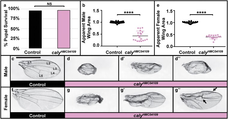 Alt text: Panel a has a bar graph showing the percent pupal survival for control flies at 95.6% percent and flies undergoing caly RNAi at 96.5%, with NS above the comparison indicating no statistical significance. Panel b is a scatter plot depicting apparent wing area for male control flies which are normalized to 1 compared to male flies undergoing RNAi to caly. Male flies undergoing RNAi to caly show a decreased average apparent wing area to 0.4. The comparison is labeled with four asterisks indicating highly statistically significant. Panel C has a male control wing. The longitudinal veins L1, L2, L3, L4, and L5 are labeled. A line above the wings indicates the scale of 1millimeter. Panel D has a male wing undergoing RNAi to caly. It is less than half the size of the control wing and has a “cupped” shape due to curling of the wing margins. Panel d´ is male wing undergoing RNAi to caly. This wing has visibly severe crumpling and wing vein phenotypes. Panel d´´ is male wing undergoing RNAi to caly. This wing has a wing vein and crumpling phenotypes like in d´ in a different part of the wing, and there is curling at the posterior wing margin. Panel e is a scatter plot depicting apparent wing area for female control flies which are normalized to 1 compared to female flies undergoing RNAi to caly. Female flies undergoing RNAi to caly show a decreased average apparent wing area of 0.43. The comparison is labeled with four asterisks indicating highly statistically significant. Panel F has a female control wing. Panel G has a female wing undergoing RNAi to caly. It is less than half the size of the control wing, and there is disrupted patterning and curling of the wing margins. Panel g´ is female wing undergoing RNAi to caly. This wing has visibly severe blistering, crumpling, and wing vein phenotypes. Panel G´´ is a female wing undergoing RNAi to caly. There are two arrows pointing to abnormal wing patterning.