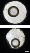 Fig 7