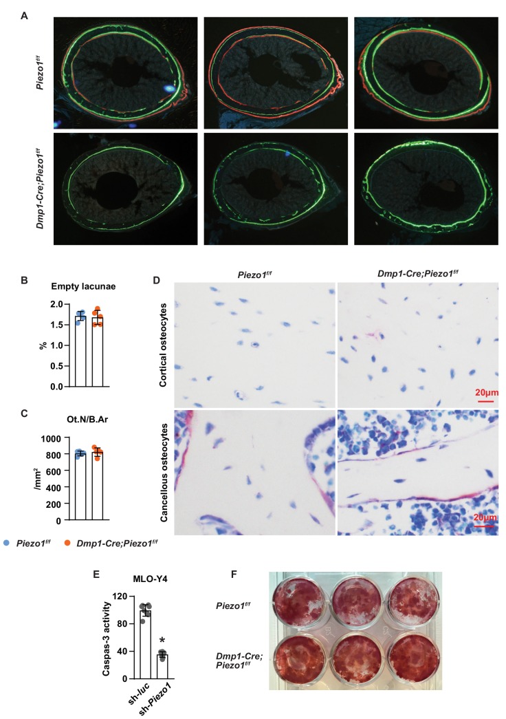 Figure 2—figure supplement 2.