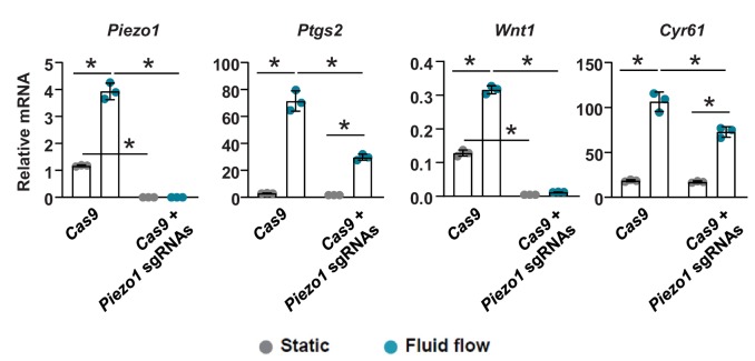 Figure 4—figure supplement 2.