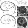 Fig. 8.