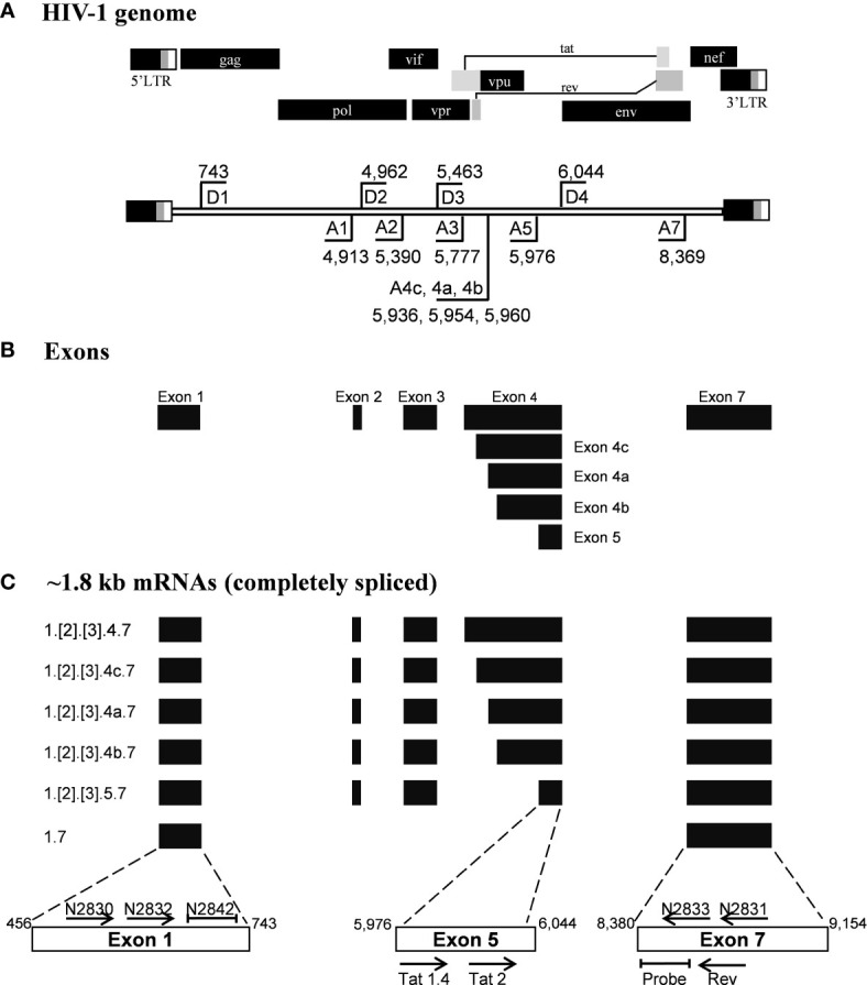 Figure 1