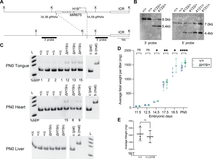 Figure 4—figure supplement 1.