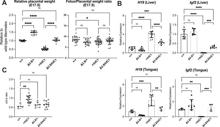 Figure 5—figure supplement 1.