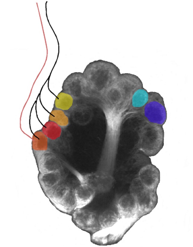 Linking smellperception and neural activity in the bee (Image: Axel Brockmann)