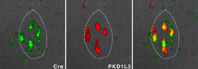 Supplementary Figure 3