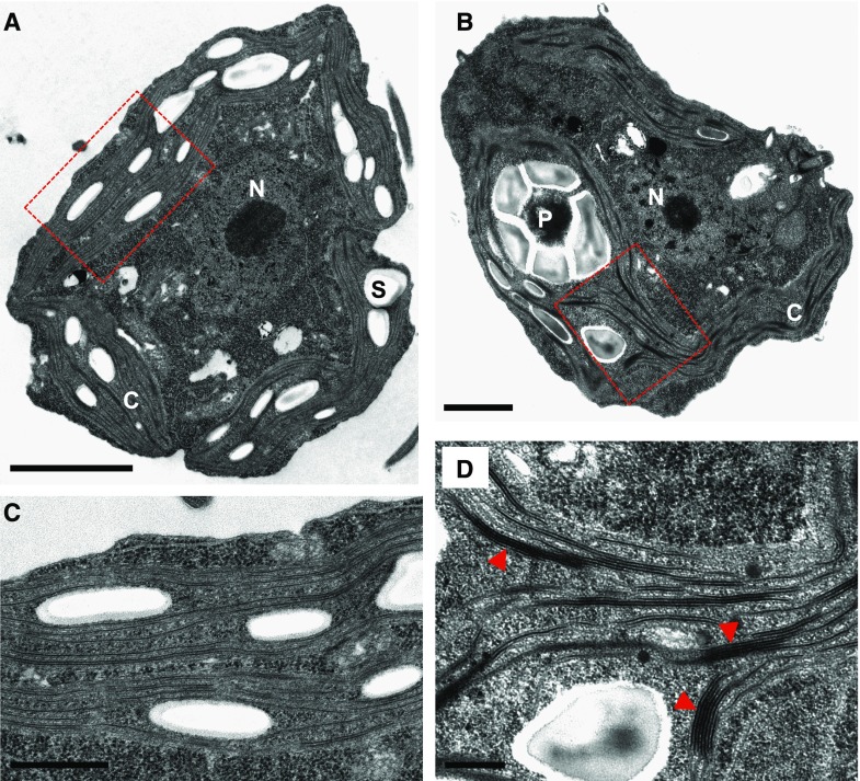 Figure 5.