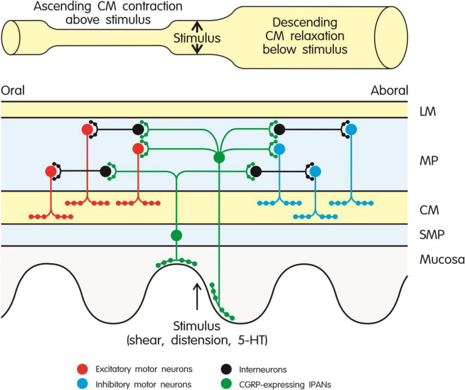 FIGURE 2