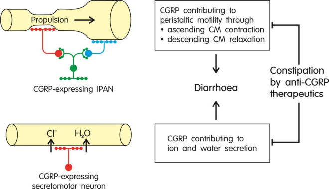 FIGURE 3